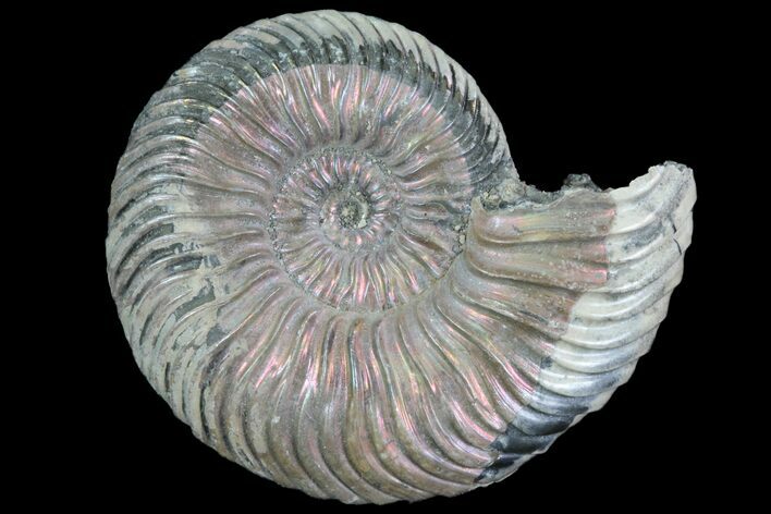 Iridescent Ammonite (Quenstedticeras) Fossil With Pyrite #78511